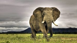 Quanto è alto un elefante africano
